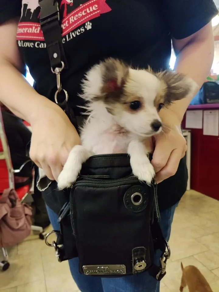 Papillon puppy peeking out of a black Ukoala bag at an animal rescue event